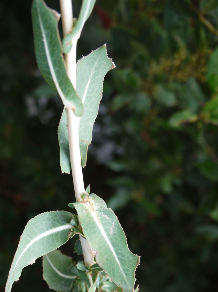 Flore de la Corse