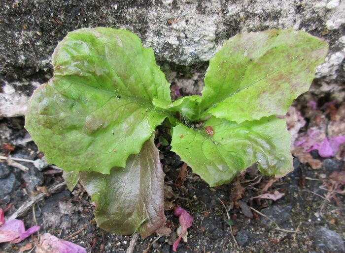 Flore de la Corse