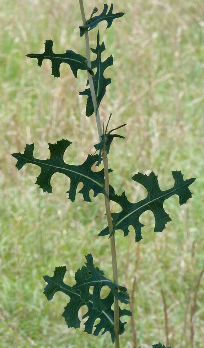 Flore de la Corse