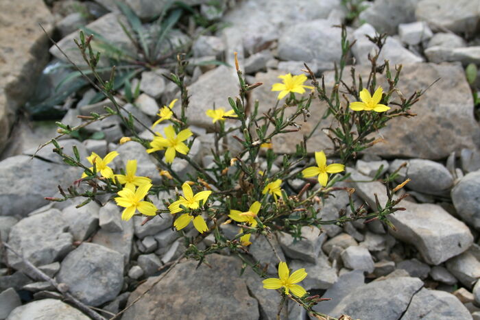 Flore de la Corse