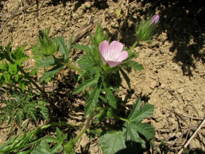 Flore de la Corse