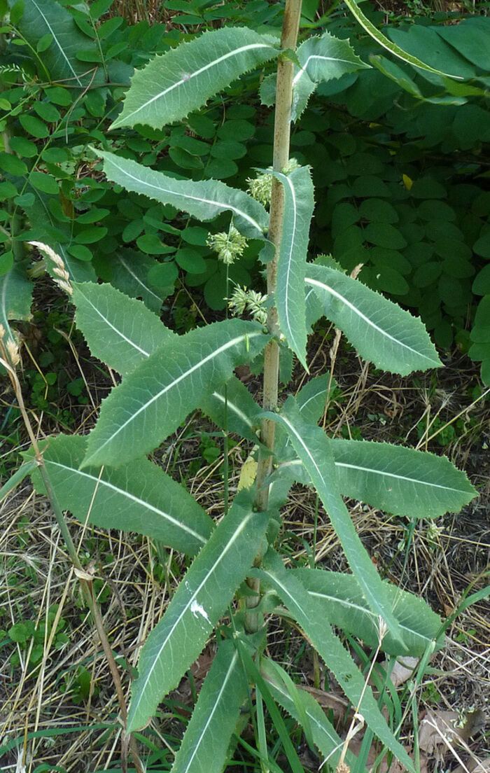 Flore de la Corse