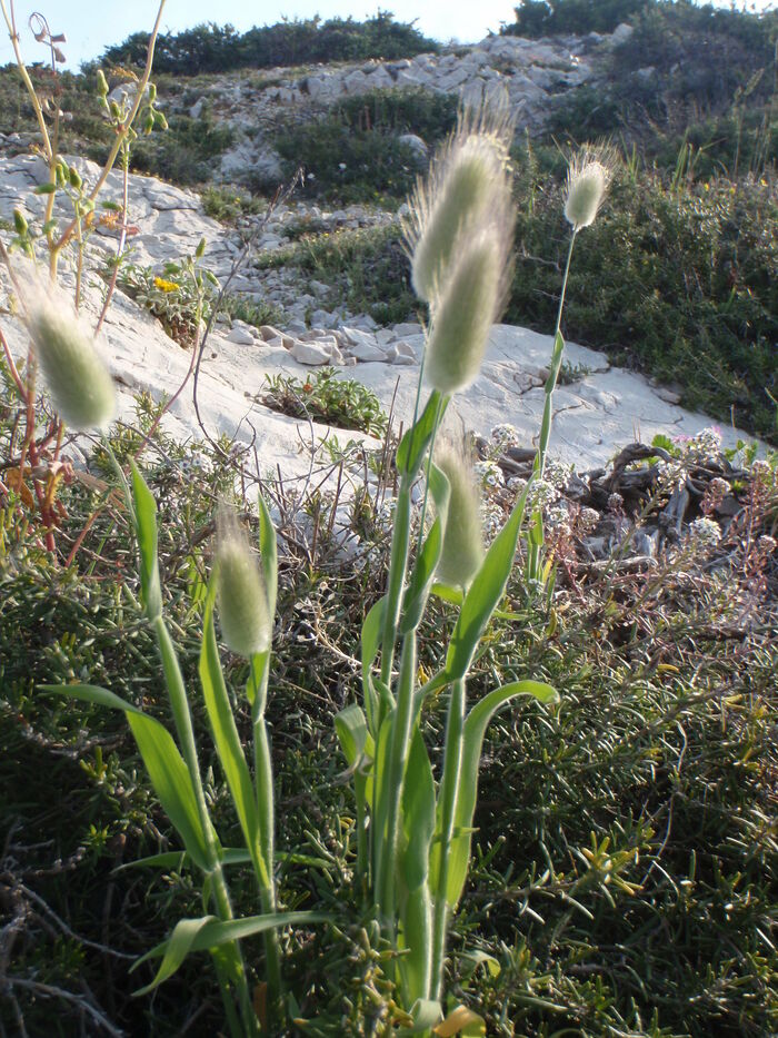 Flore de la Corse