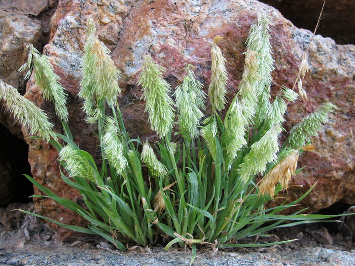 Flore de la Corse