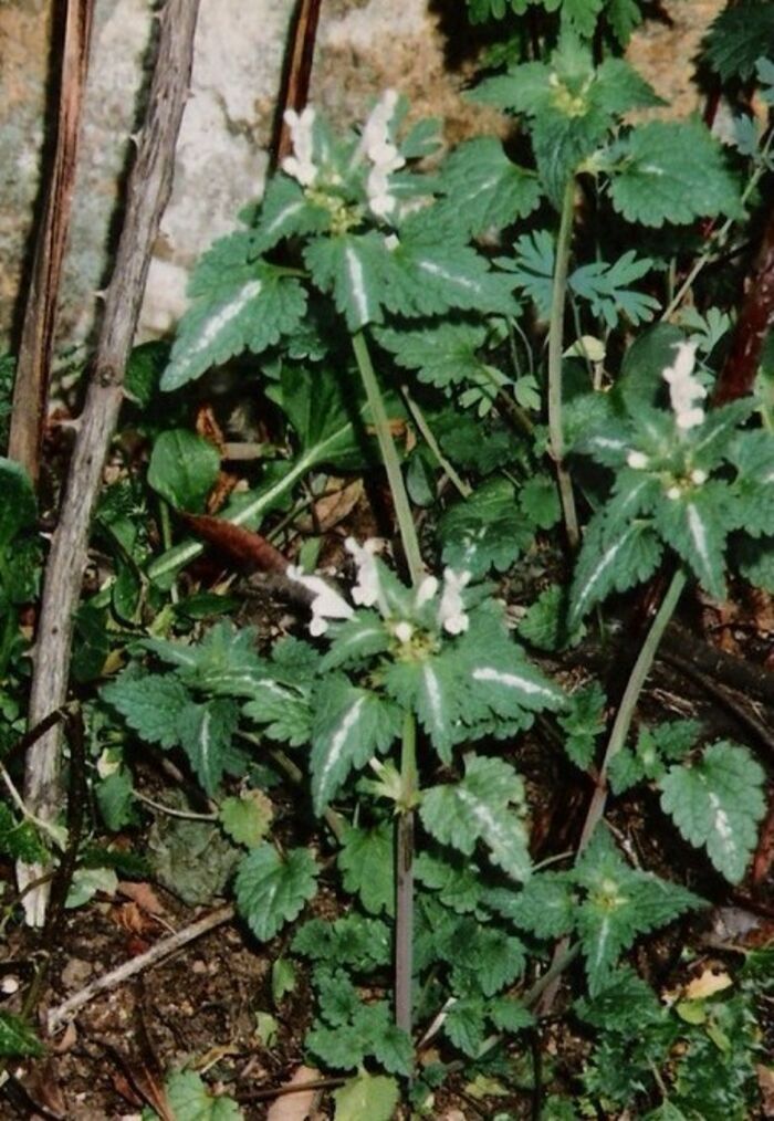 Flore de la Corse