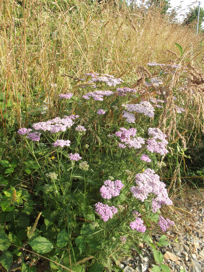 Flore de la Corse