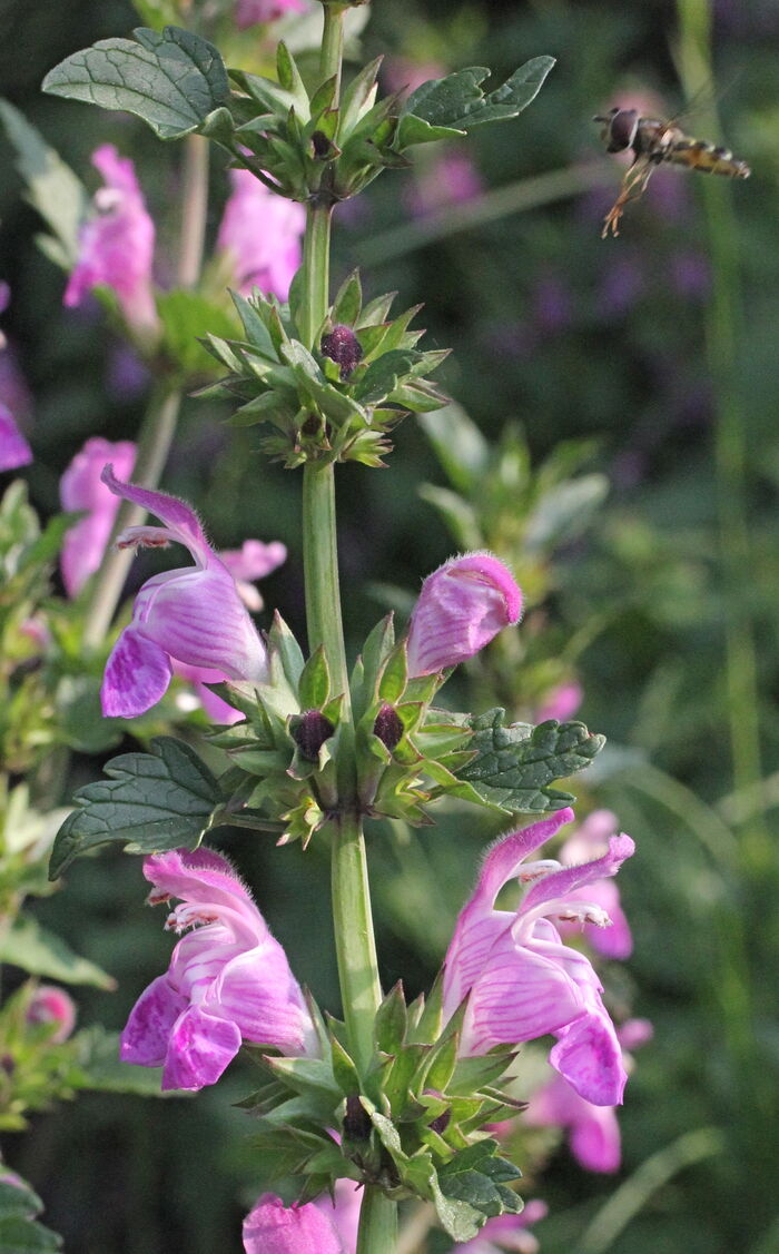 Flore de la Corse