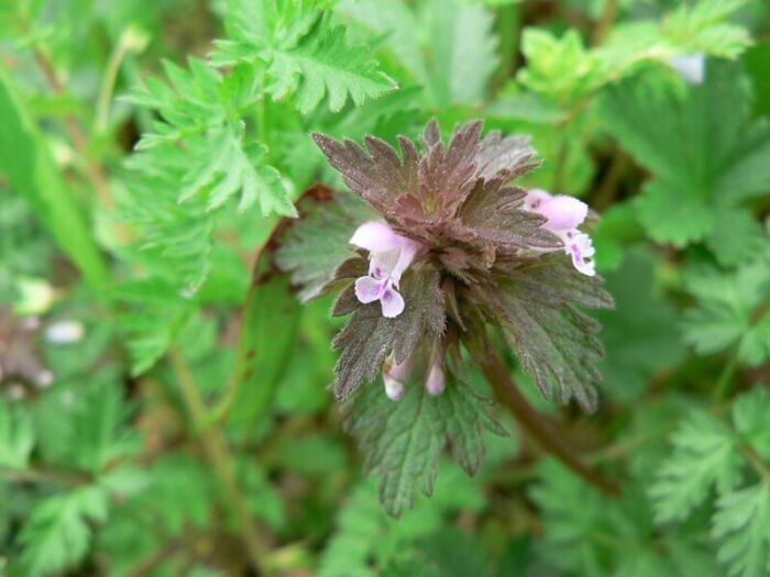 Flore de la Corse