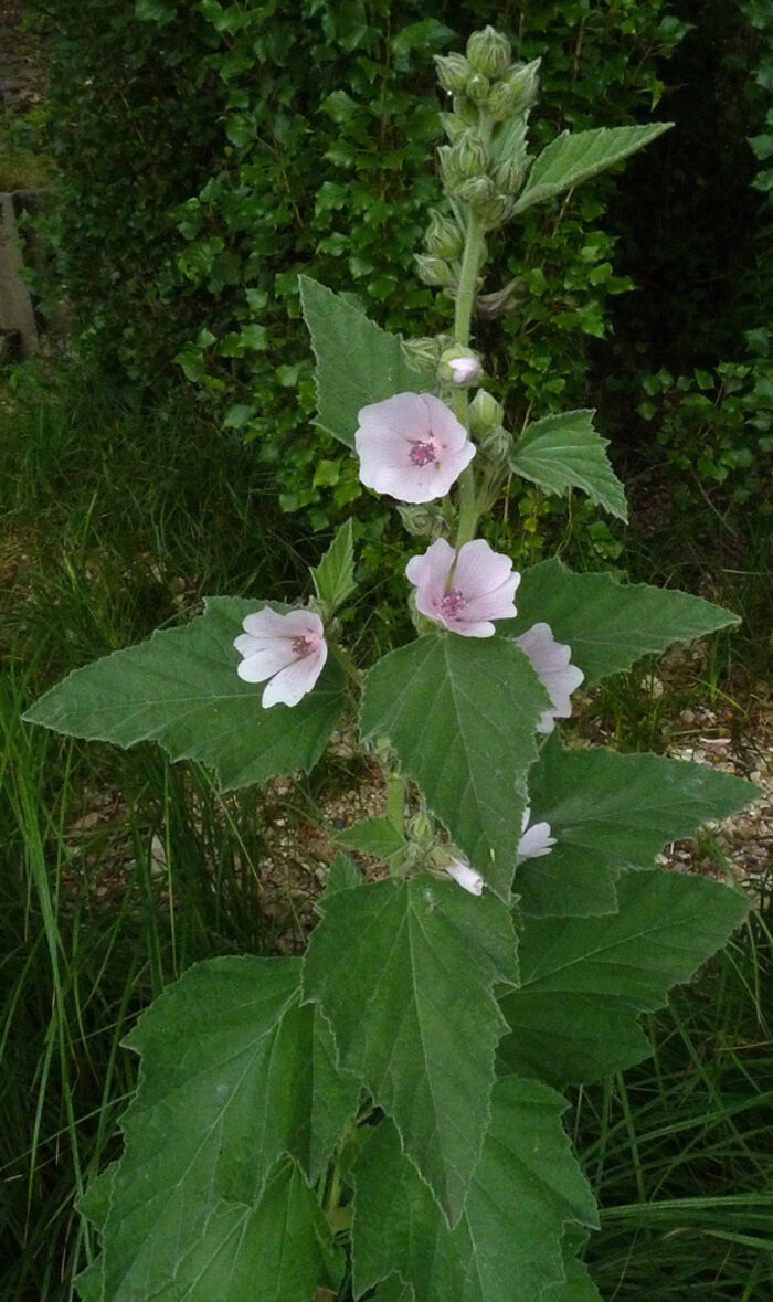 Flore de la Corse