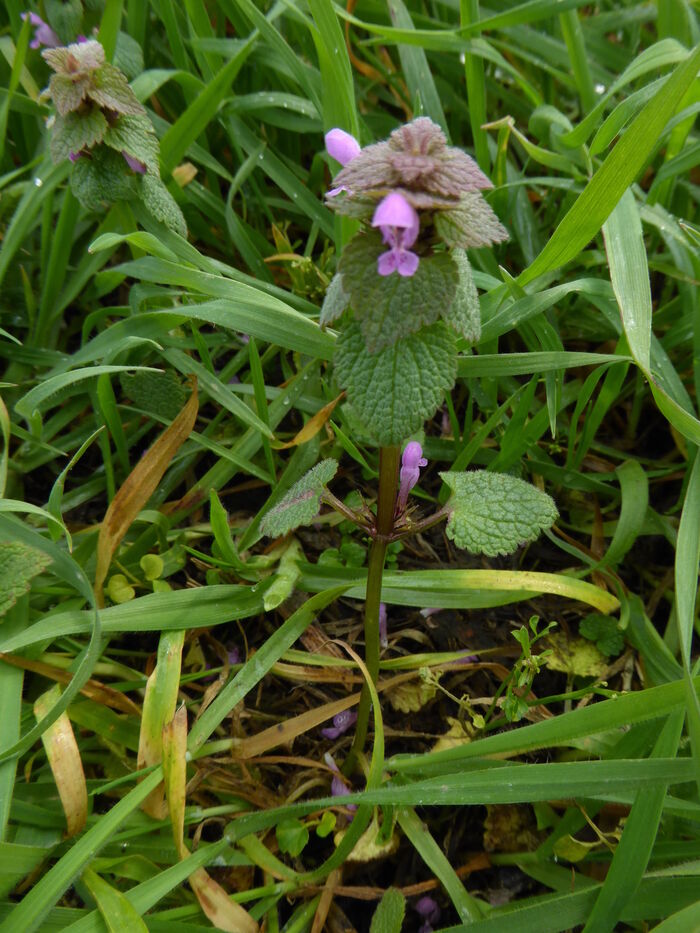 Flore de la Corse