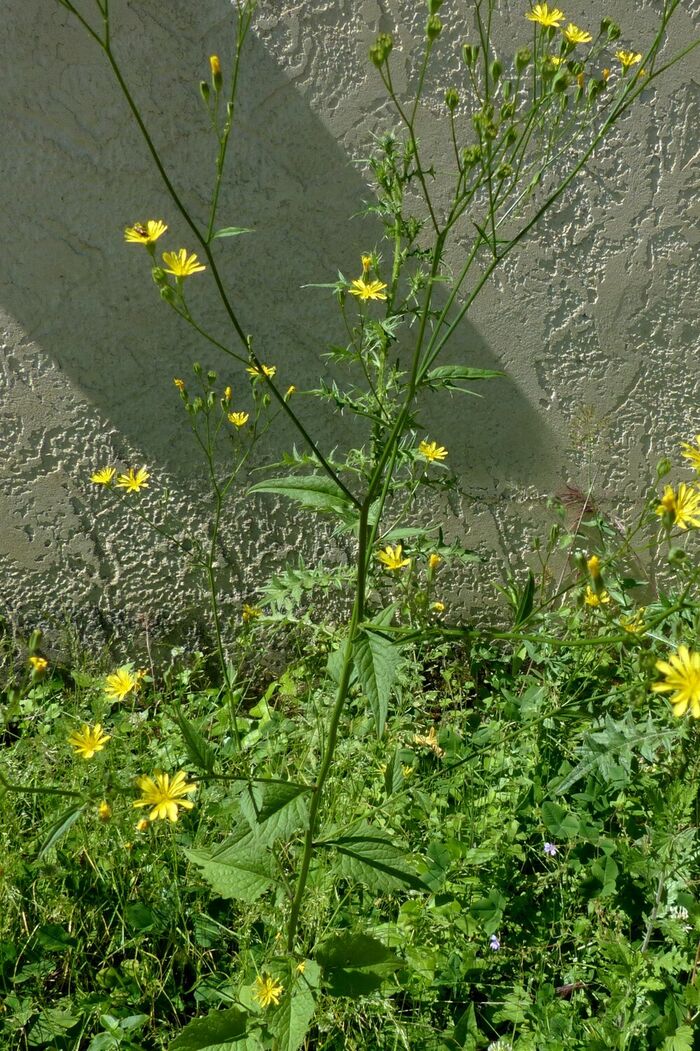 Flore de la Corse