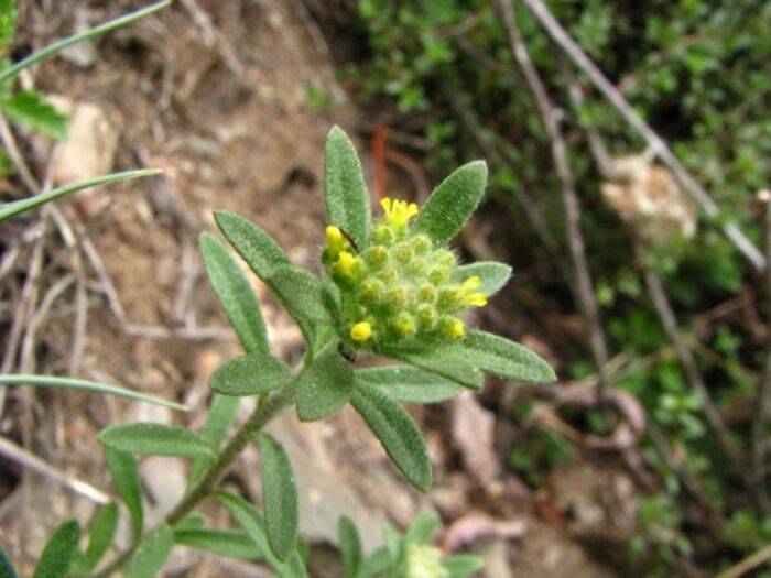 Flore de la Corse