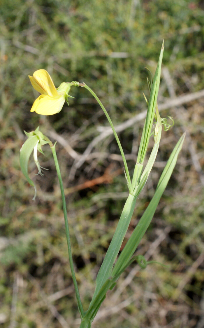 Flore de la Corse