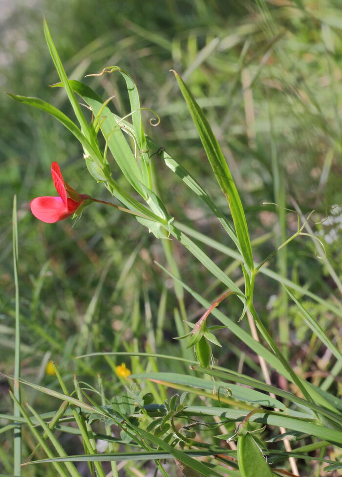 Flore de la Corse