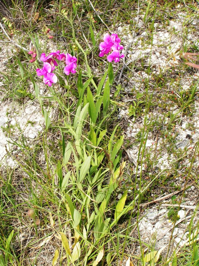 Flore de la Corse