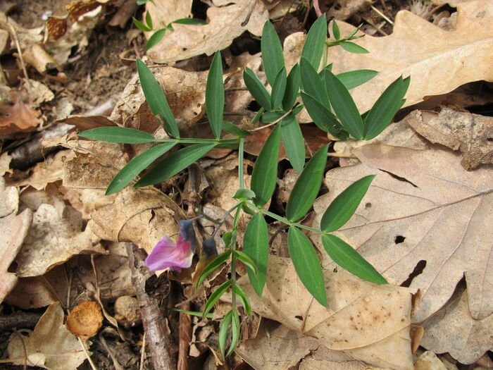 Flore de la Corse