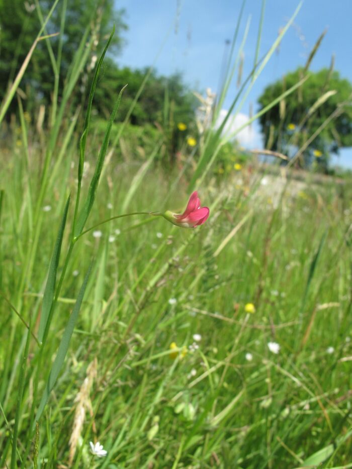 Flore de la Corse