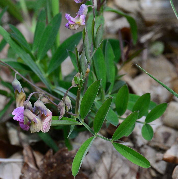 Flore de la Corse