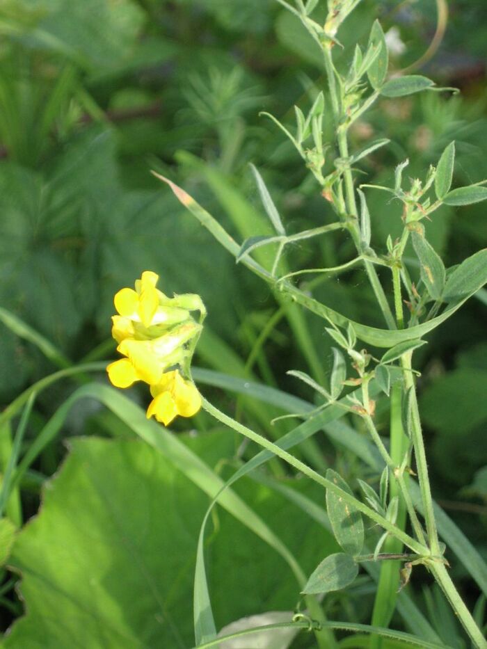 Flore de la Corse