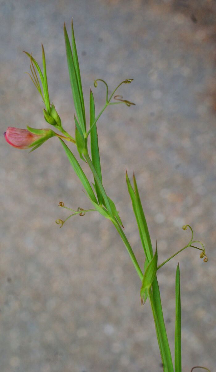 Flore de la Corse