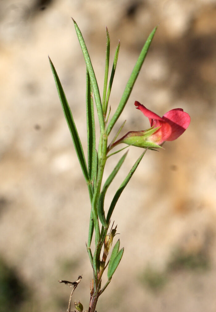 Flore de la Corse