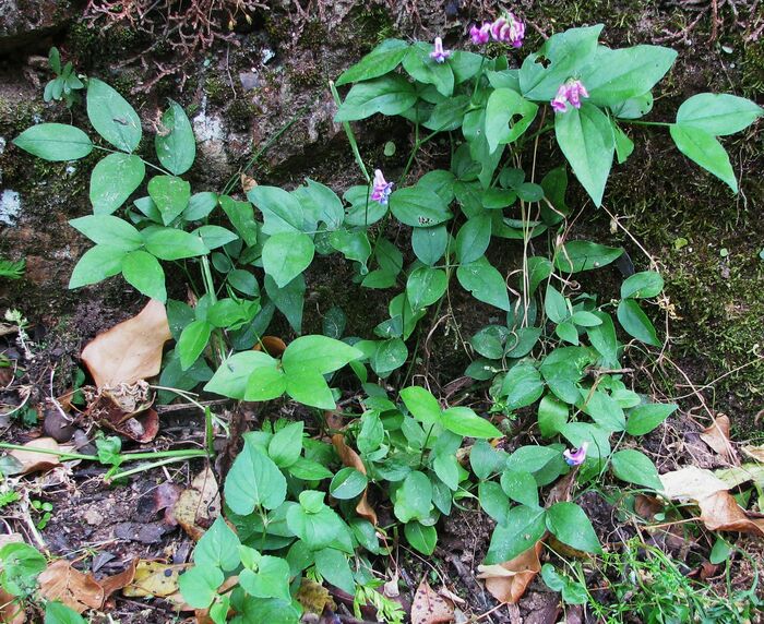 Flore de la Corse