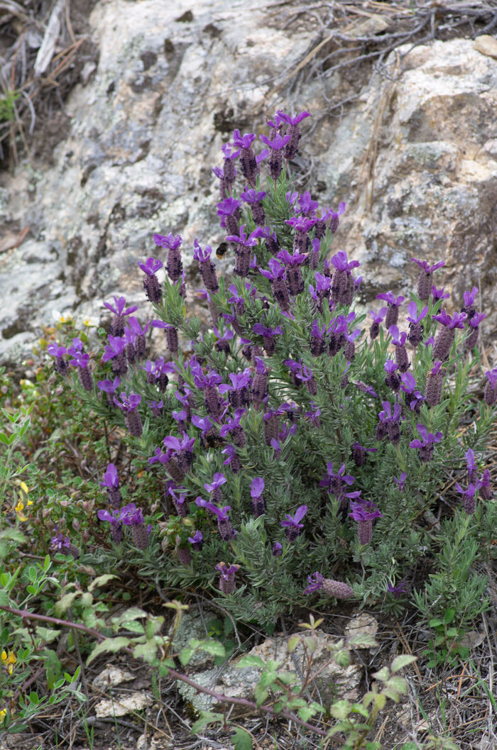 Flore de la Corse