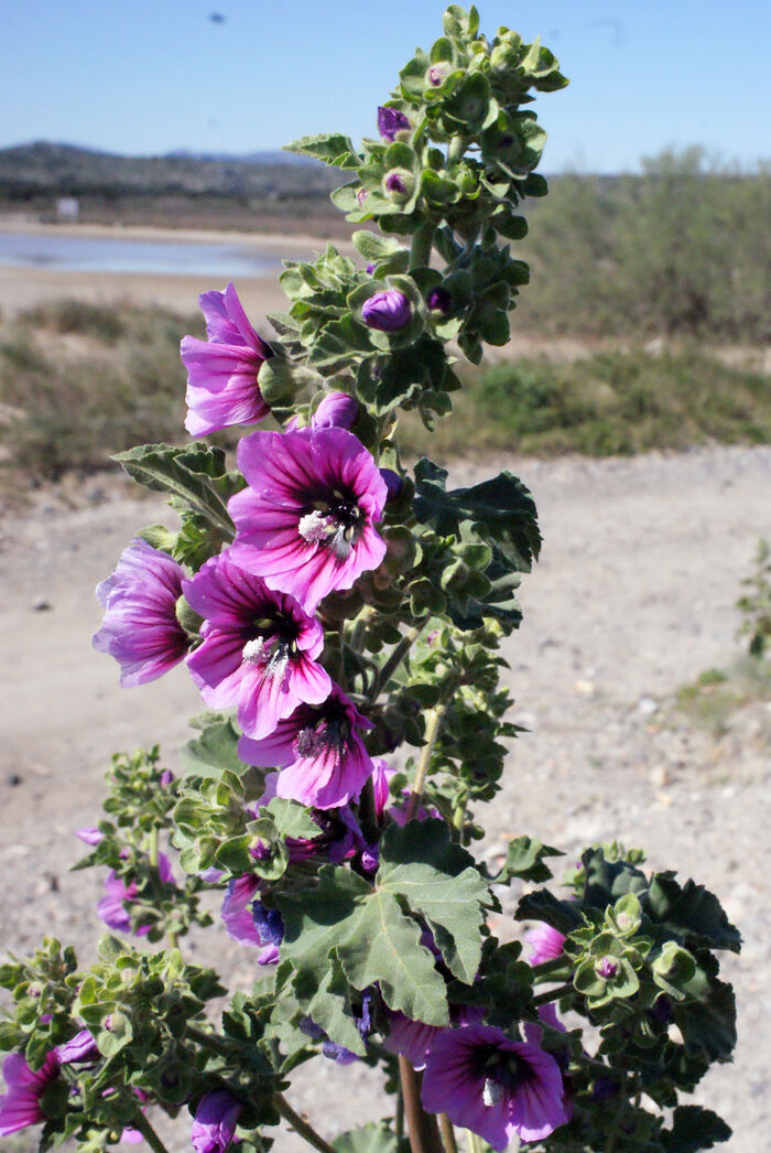 Flore de la Corse