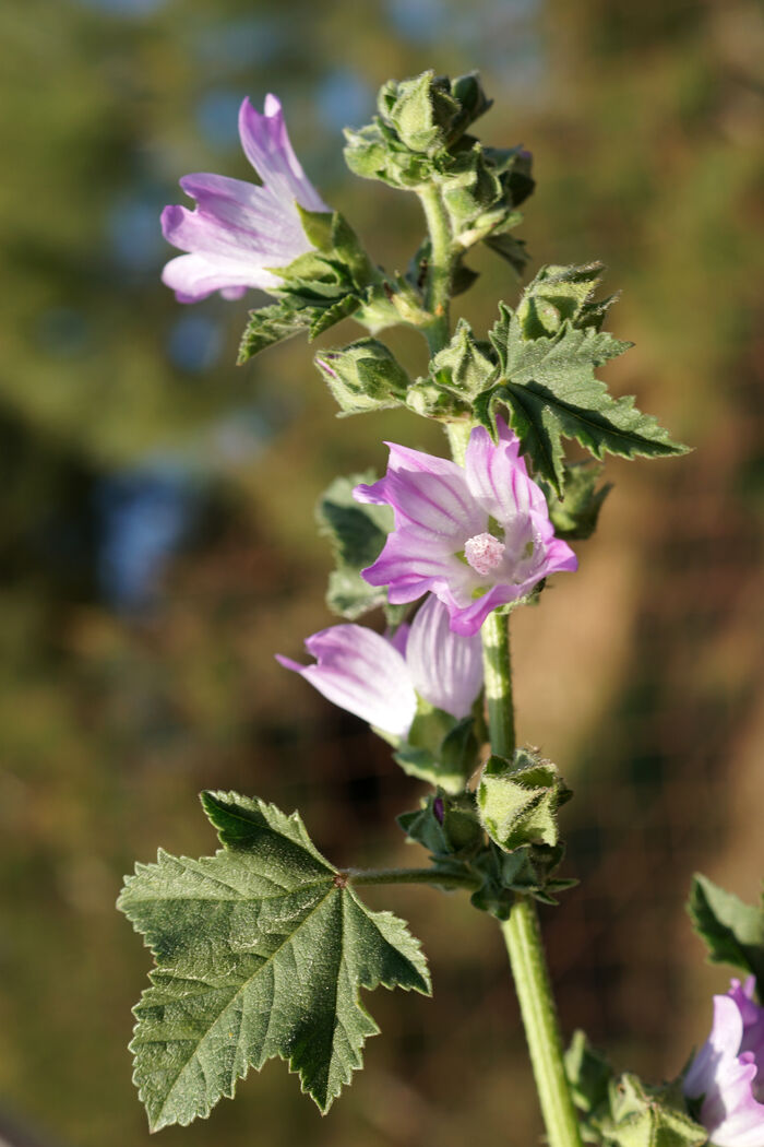 Flore de la Corse