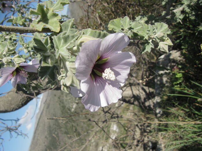 Flore de la Corse