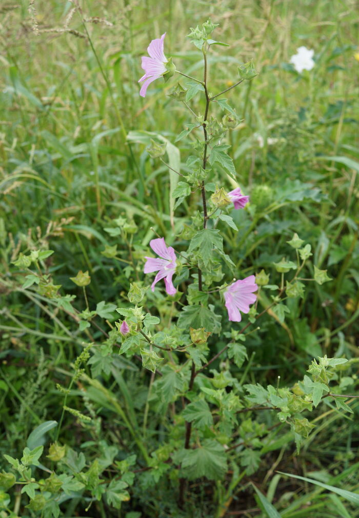 Flore de la Corse