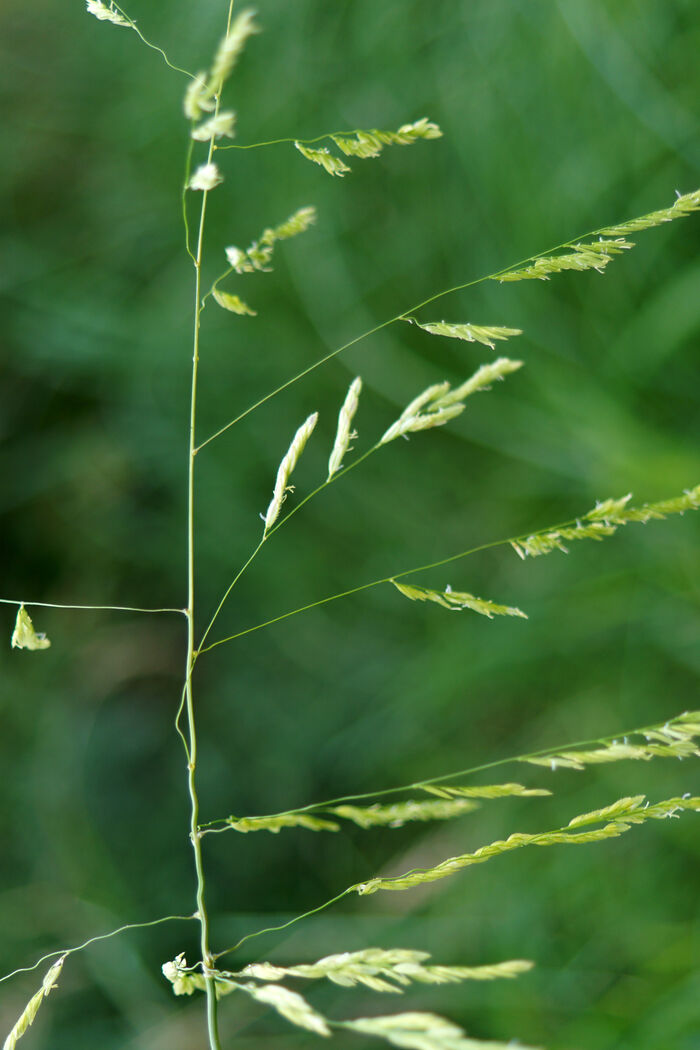 Flore de la Corse