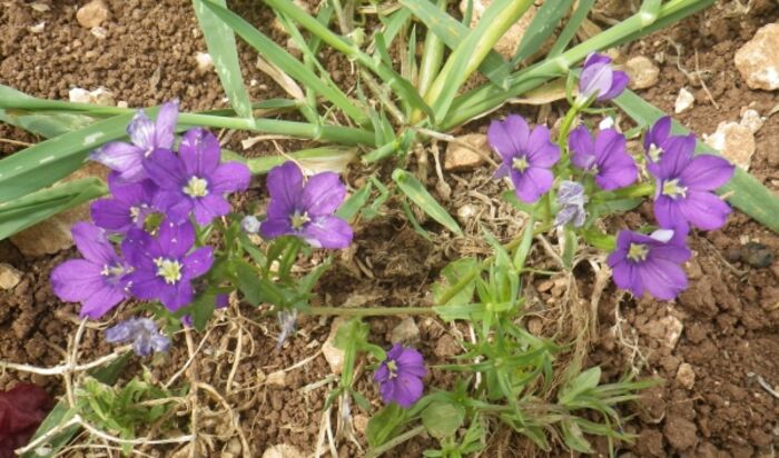 Flore de la Corse