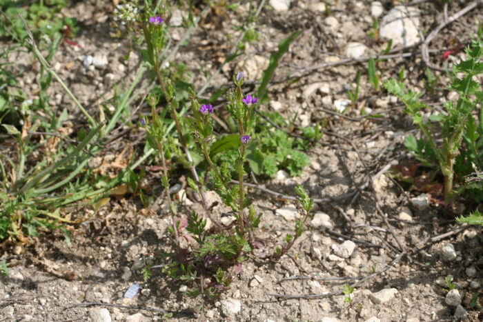 Flore de la Corse