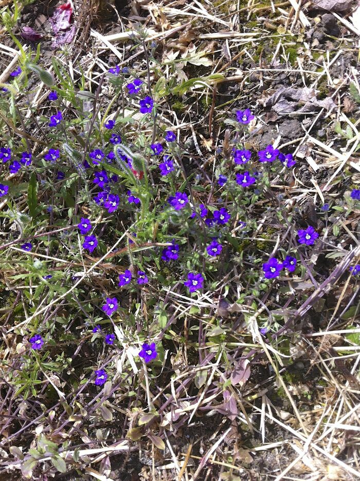 Flore de la Corse