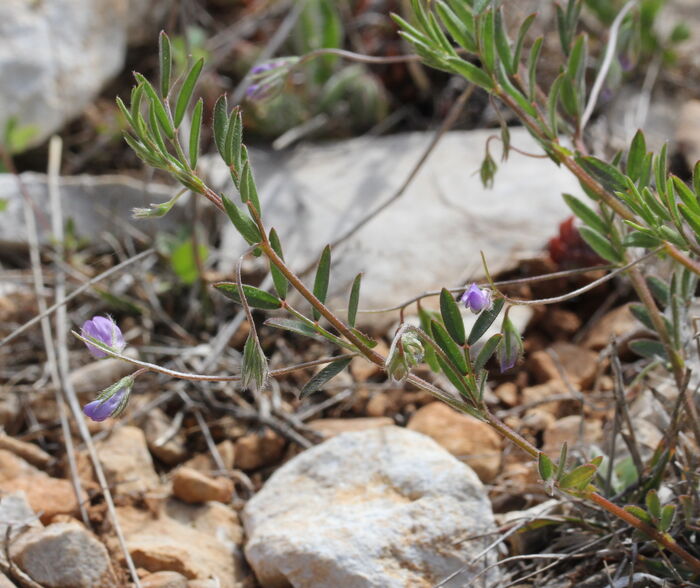 Flore de la Corse