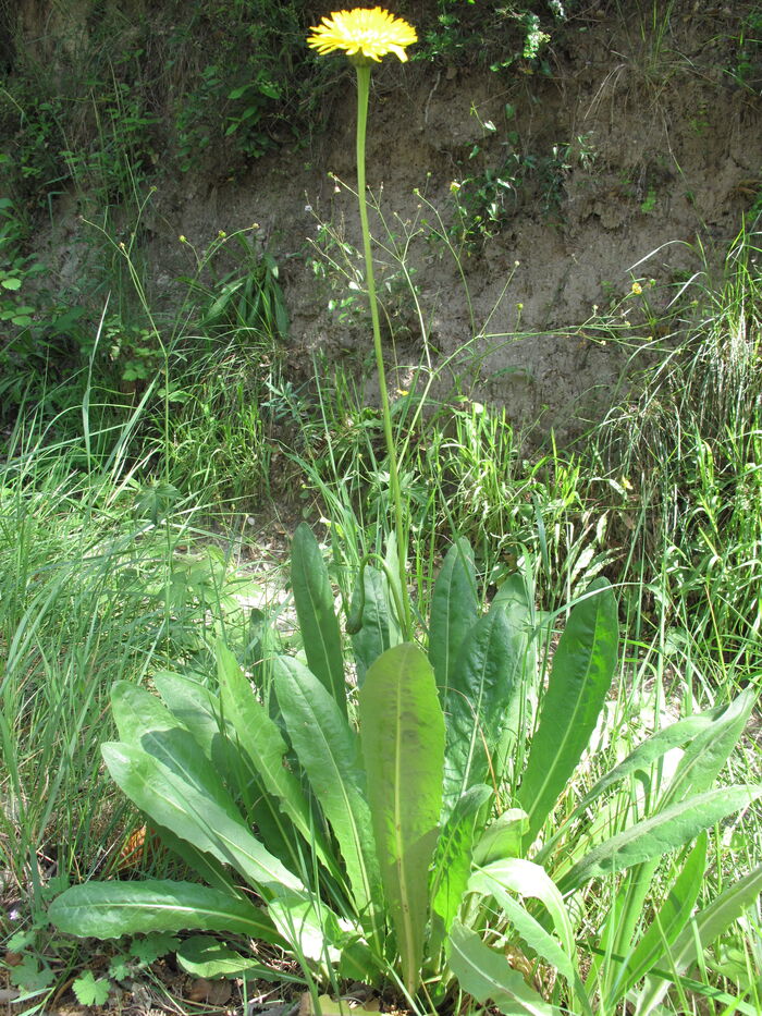 Flore de la Corse