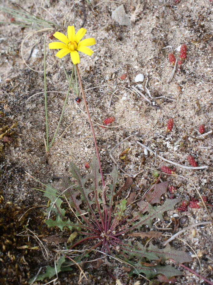 Flore de la Corse