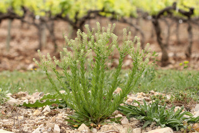 Flore de la Corse