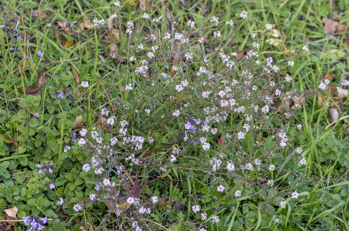 Flore de la Corse