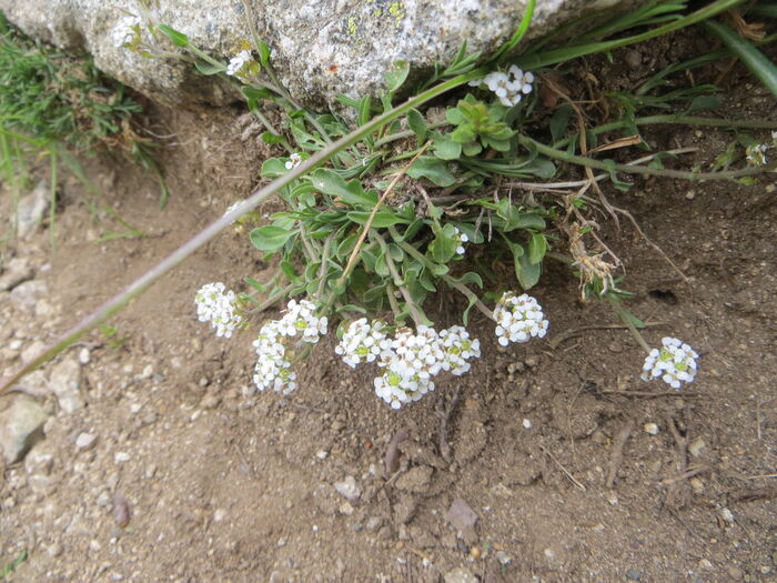 Flore de la Corse