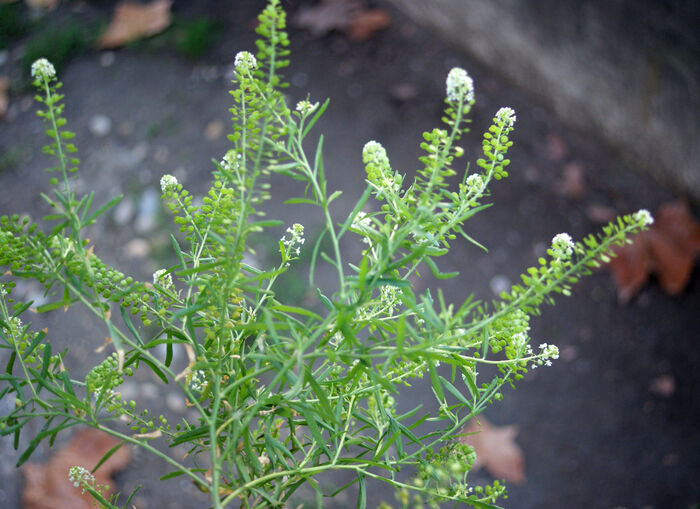 Flore de la Corse