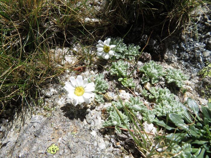 Flore de la Corse