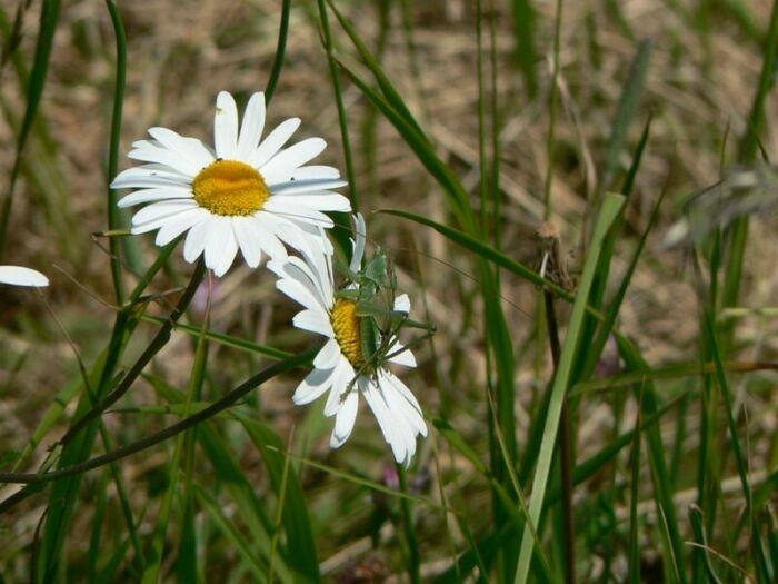 Flore de la Corse