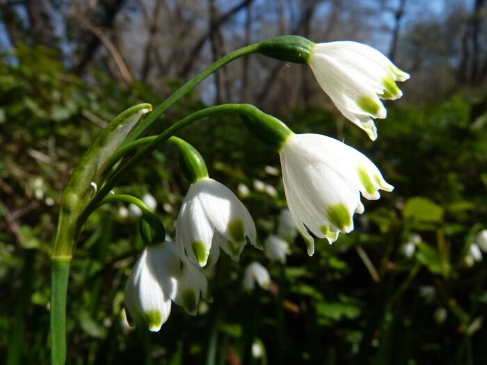 Flore de la Corse