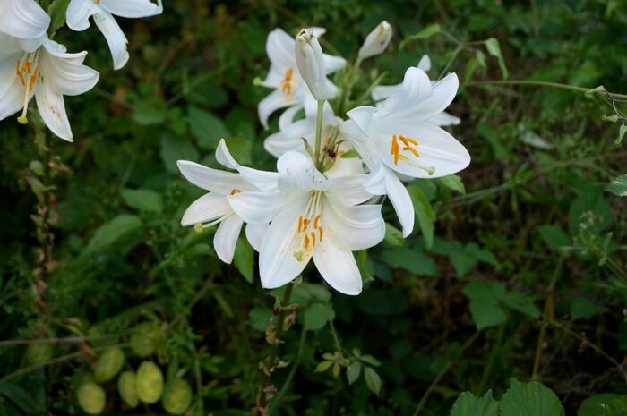 Flore de la Corse