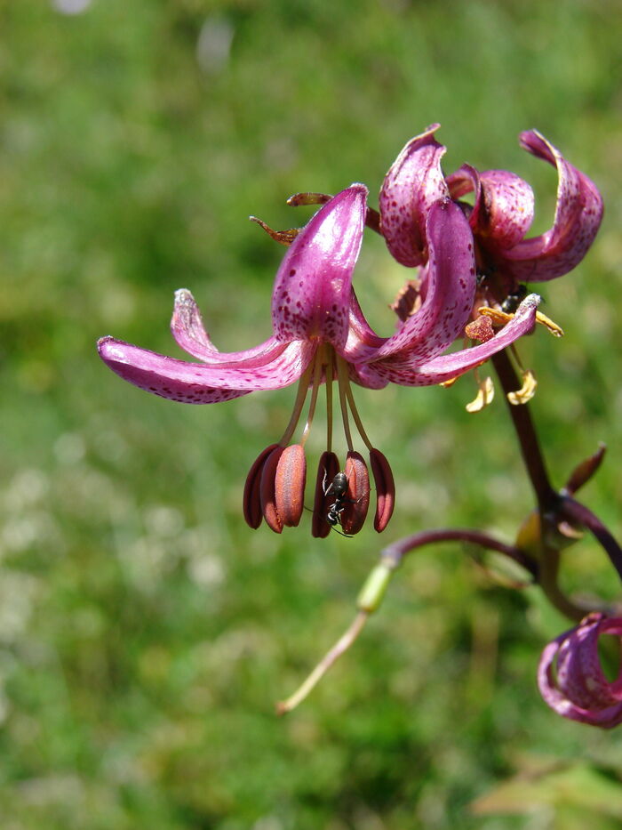 Flore de la Corse