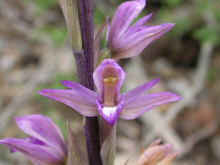 Flore de la Corse