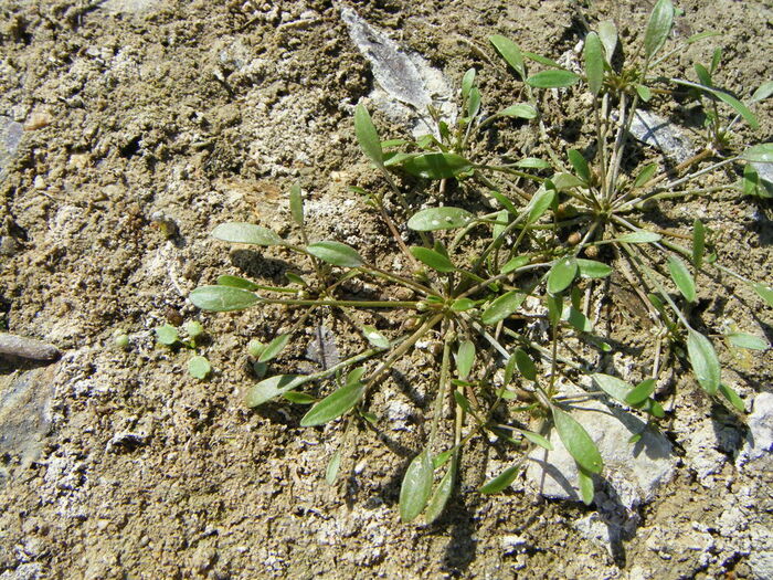 Flore de la Corse