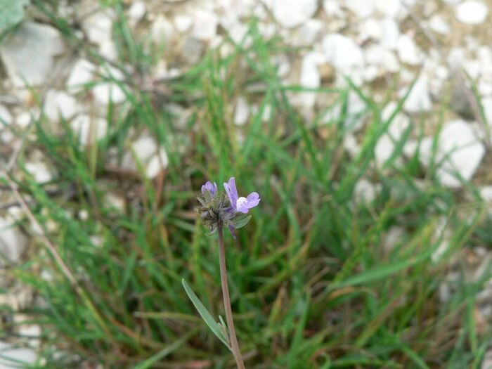 Flore de la Corse